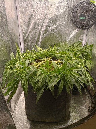 Growreport Bild 3