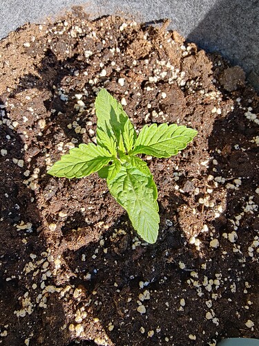 Growreport Bild 5