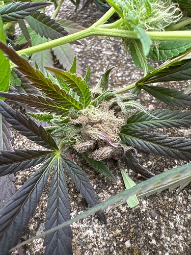 Growreport Bild 42