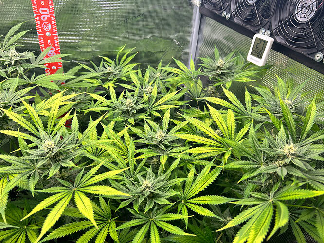 Drei Cannabis-Pflanzen in einem Growzelt in der Blütephase, mit einem Messstab und einem digitalen Thermometer/Hygrometer im Hintergrund.