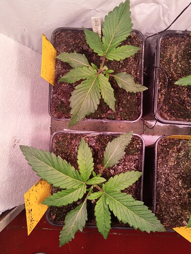 IMG_20240425_110025_562