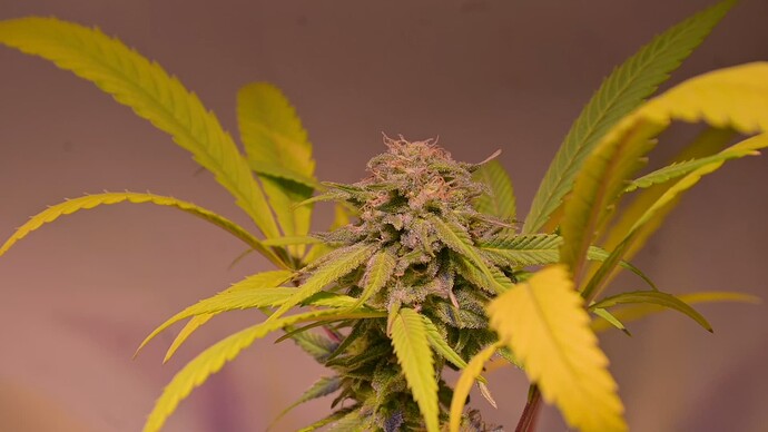 Growreport Bild 2