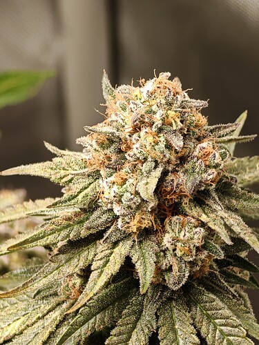 Growreport Bild 9