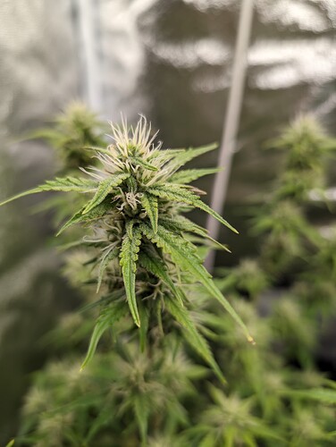 Growreport Bild 12