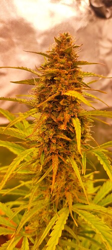Growreport Bild 23