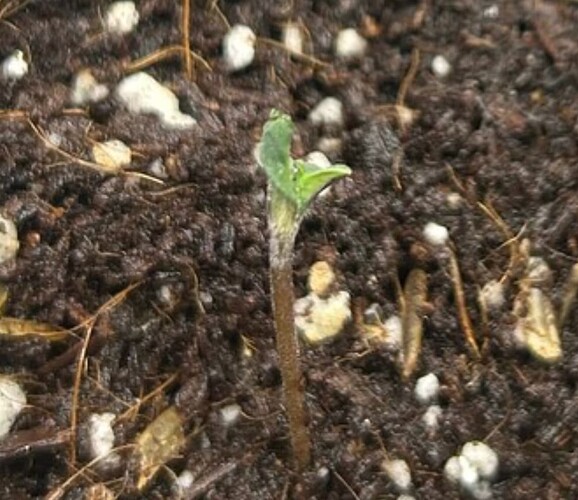 Growreport Bild 111