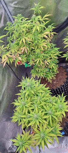 IMG_20251123_201739160_HDR