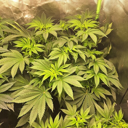 Mehrere junge Cannabispflanzen mit großen, grünen Blättern in einem Zelt.