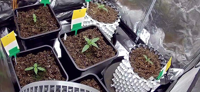 Growreport Bild 9