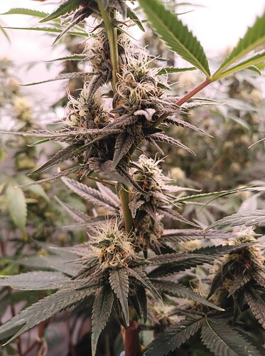 Growreport Bild 7