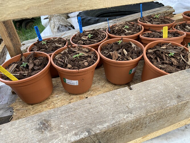 Growreport Bild 5