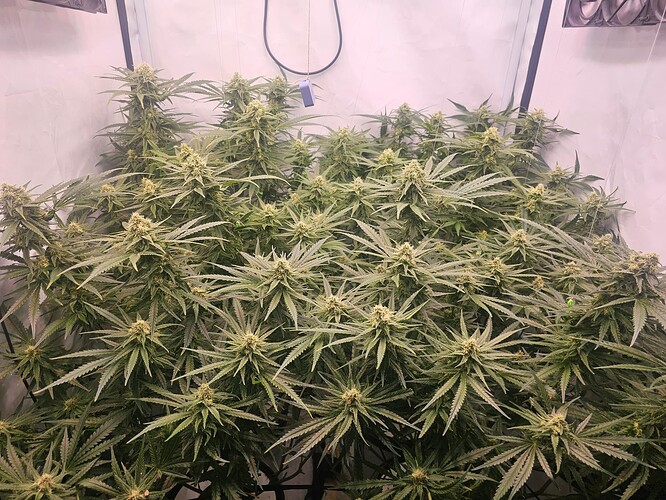 Growreport Bild 19