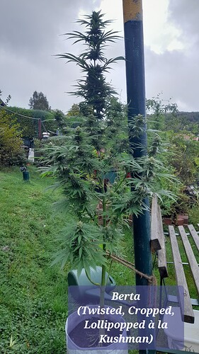 Growreport Bild 4
