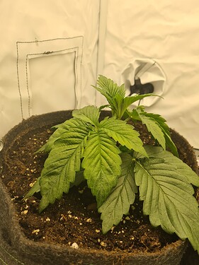 Growreport Bild 7