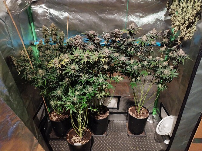 Growreport Bild 33