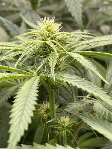 Growreport Bild 3