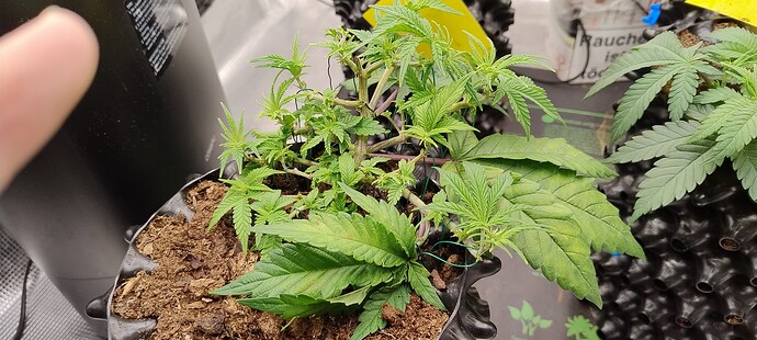 IMG_20250930_094326420