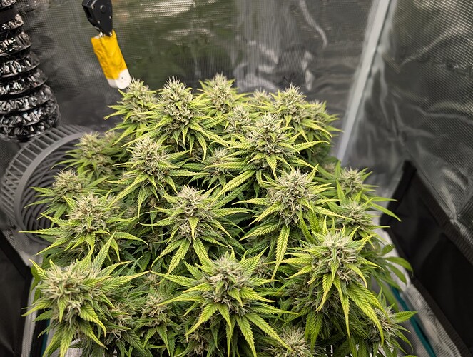 Growreport Bild 4