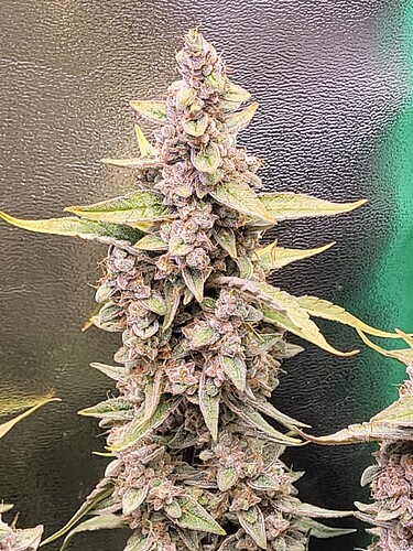 Growreport Bild 4