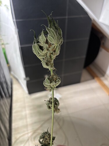 Growreport Bild 19