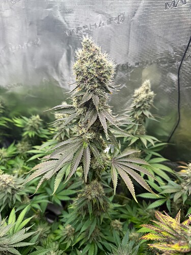 Growreport Bild 25