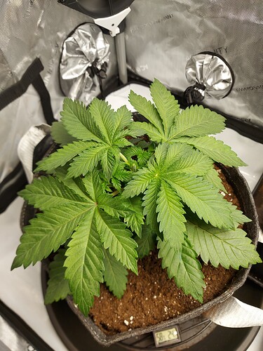 Growreport Bild 4