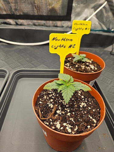 Growreport Bild 39