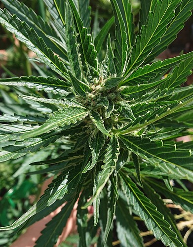 Growreport Bild 13