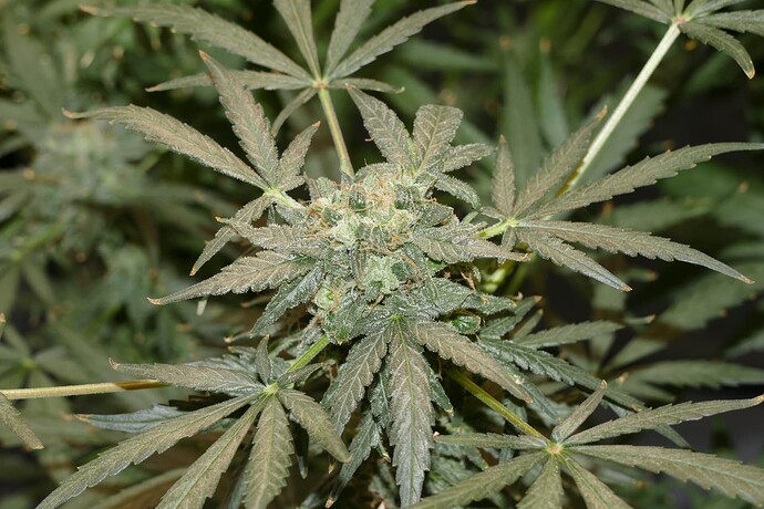 Growreport Bild 6