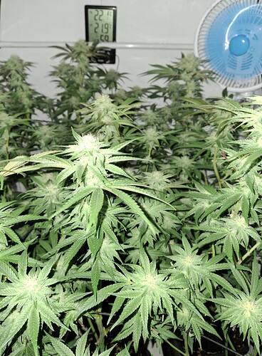 Growreport Bild 6