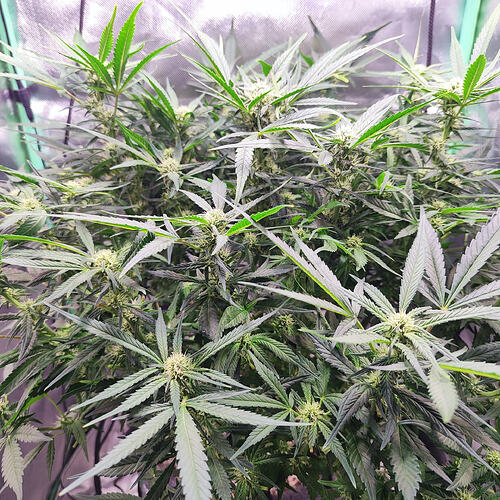 Growreport Bild 1