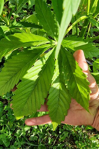 Growreport Bild 37