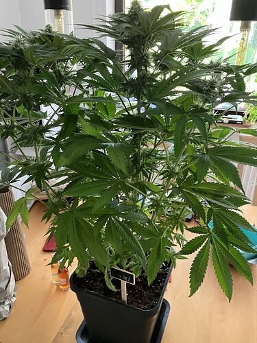 Growreport Bild 1