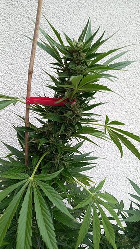 Growreport Bild 15