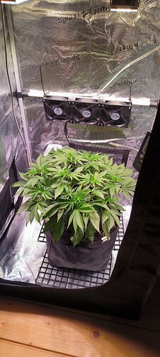 Growreport Bild 2
