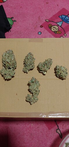 Growreport Bild 5