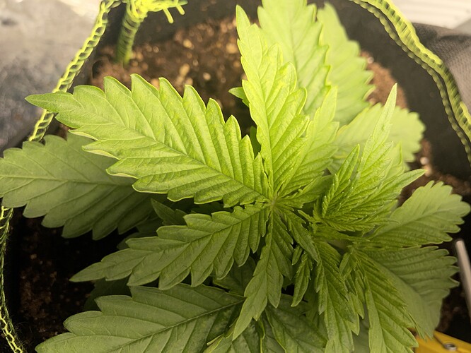 Growreport Bild 7