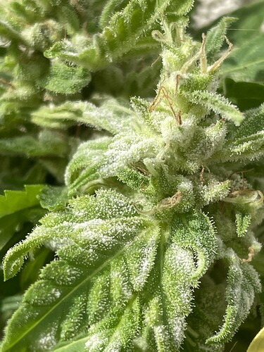 Growreport Bild 33
