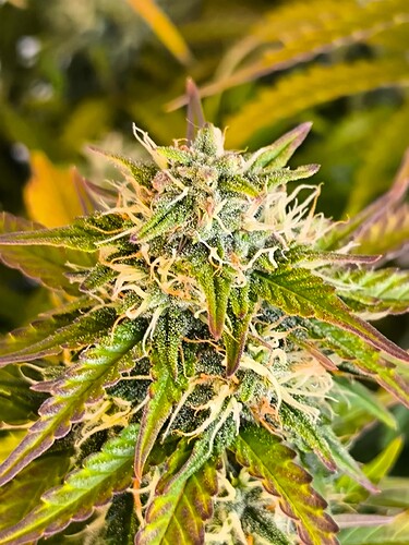 Growreport Bild 20
