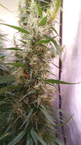 Growreport Bild 2