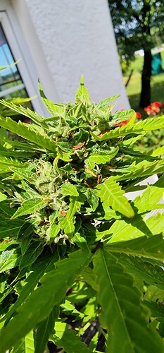 Growreport Bild 63
