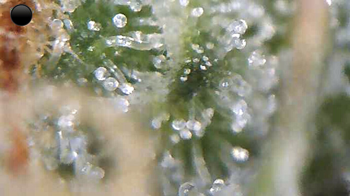 Growreport Bild 6