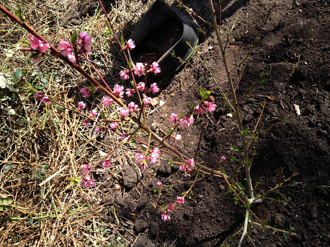 PfirsichbaumGepflanzt_3