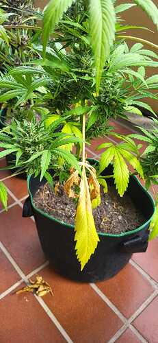 WhatsApp Image 2024-08-18 at 12.55.58(1)