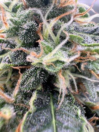 Growreport Bild 9