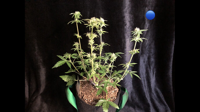 Growreport Bild 16
