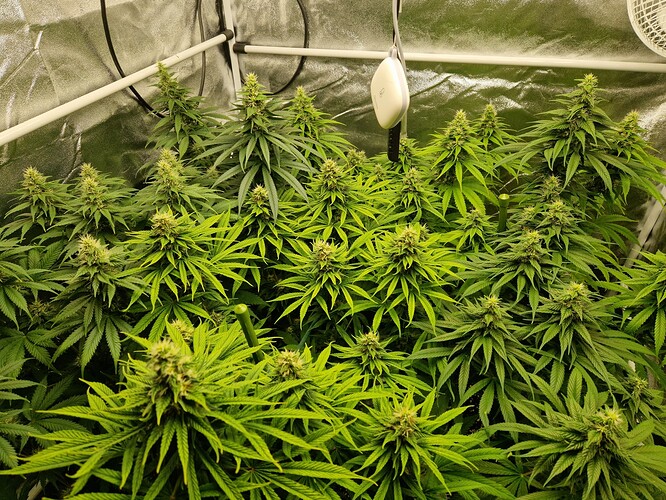 Growreport Bild 8