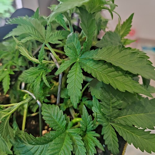 Growreport Bild 14