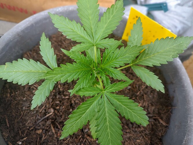 Growreport Bild 3