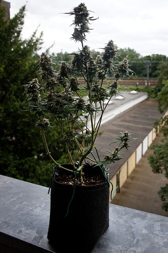 Growreport Bild 3